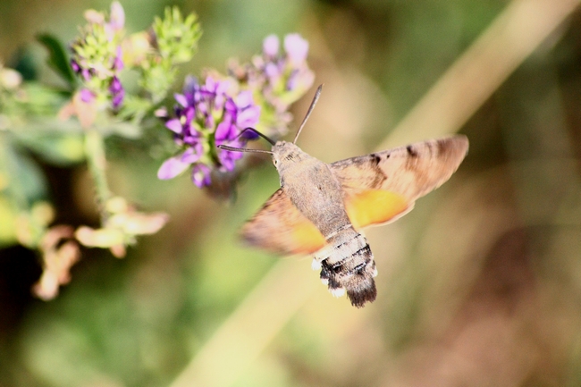 Macroglossum stellatarum